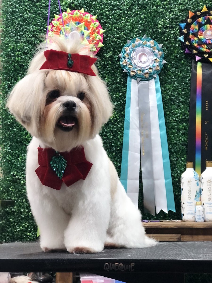 Lava Pet - Centro Estético Animal