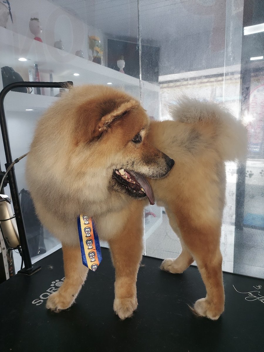 Pet Shop Lion Estéticos Animal