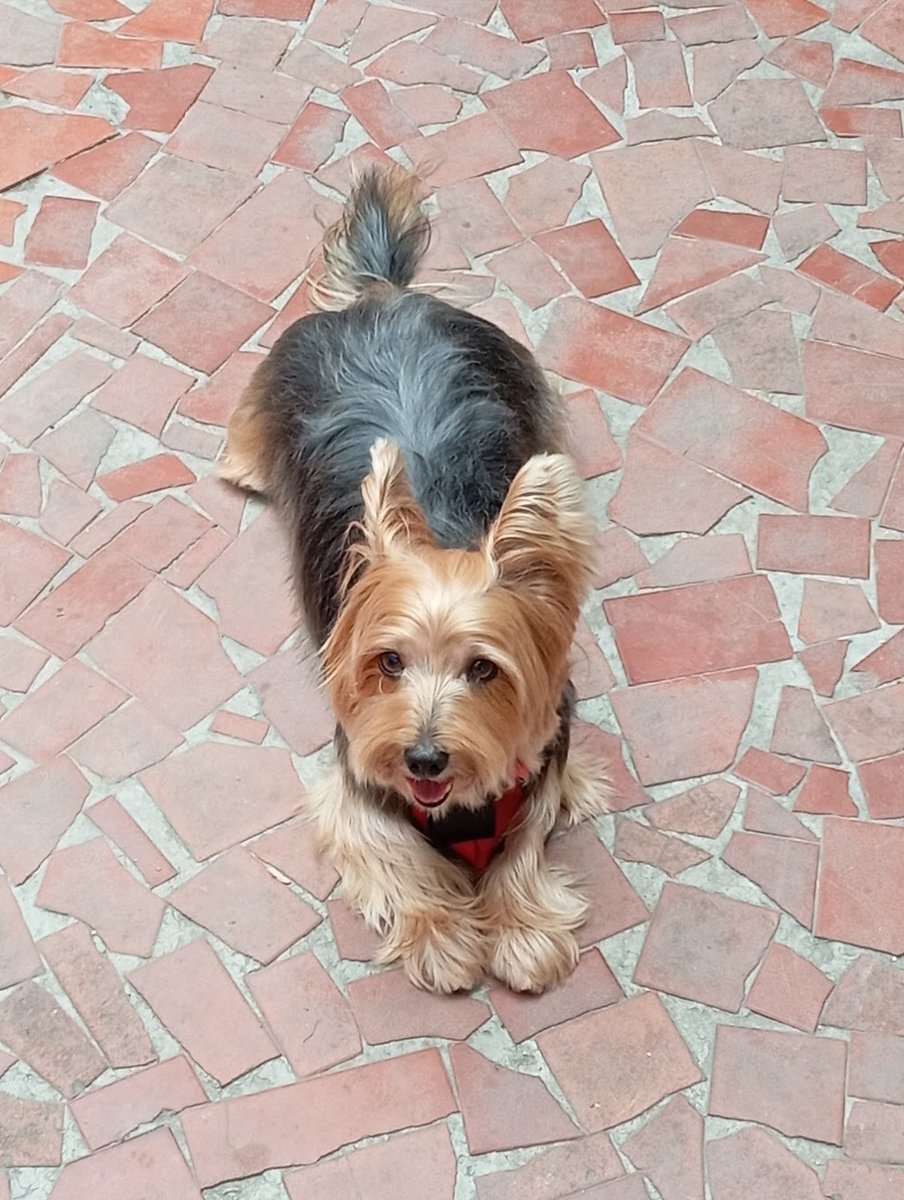 Central Veterinária