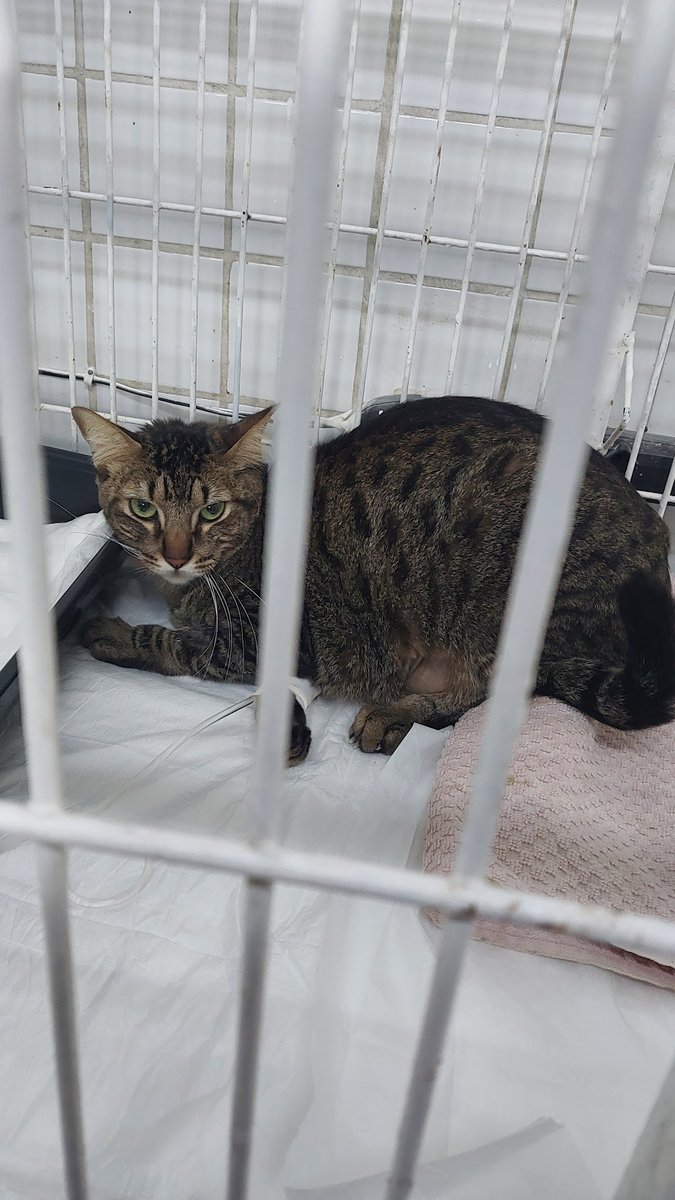 Veterinária Mania Animal