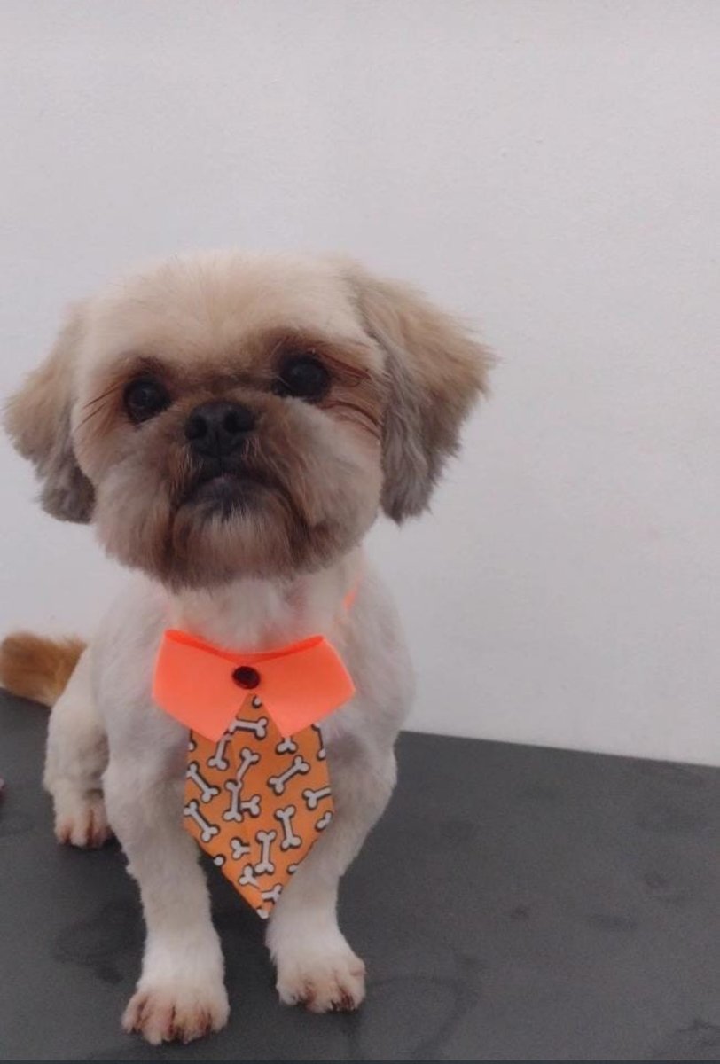 Pet House Estética Animal