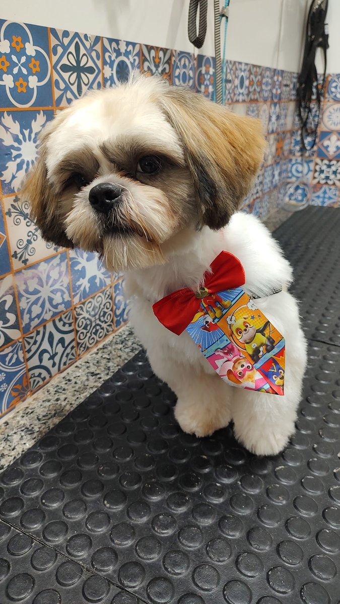 Rockdog Banho & Tosa