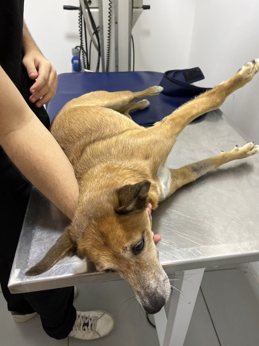 Popular Vet - Clínica Veterinária 24H em Lauro de Freitas