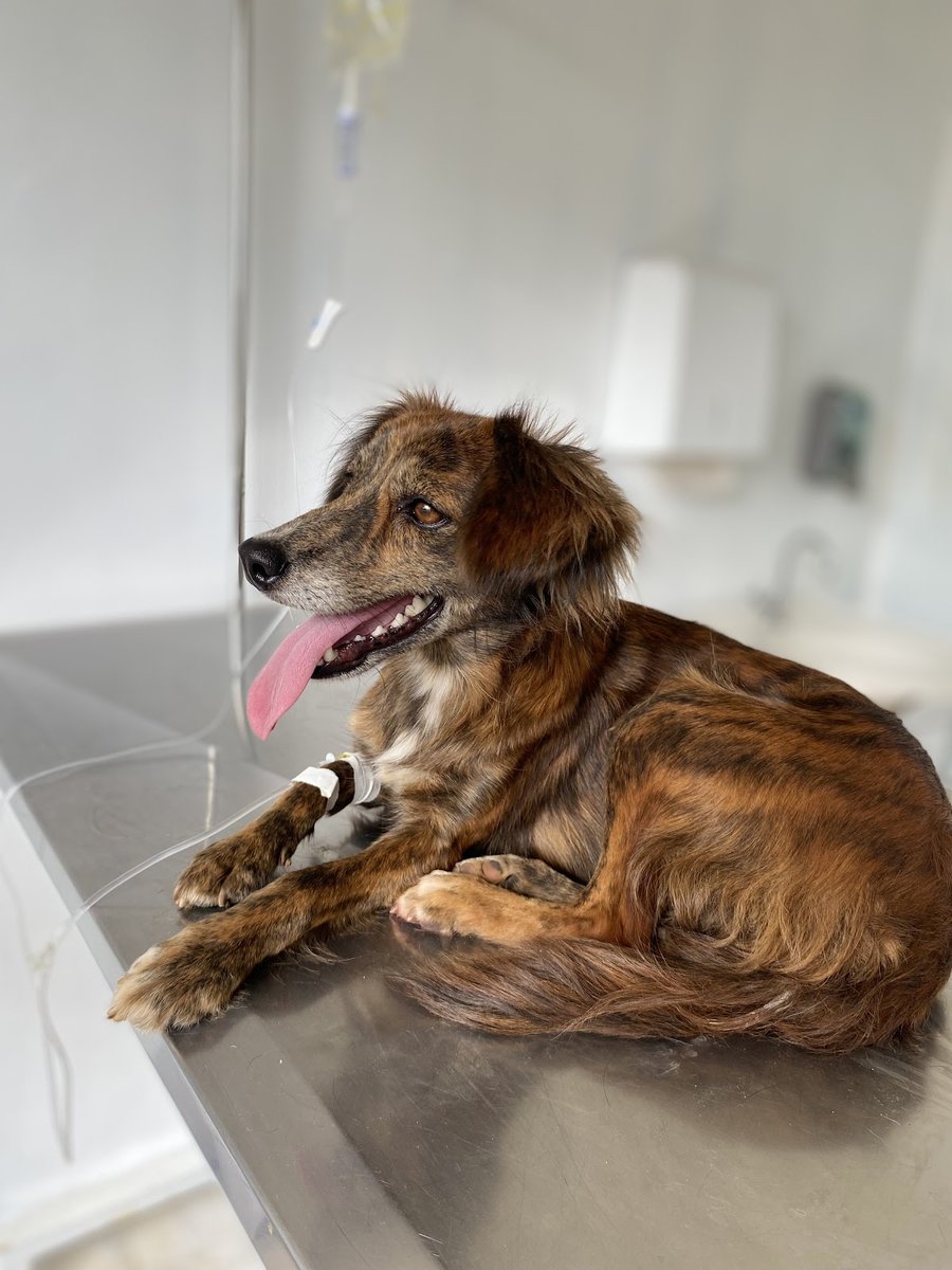 Clínica Veterinária Center Vet