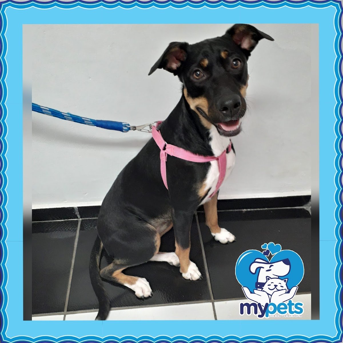 Mypets Alegra Clínica Veterinária