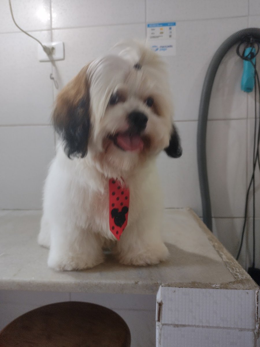 Danielle banho e tosa