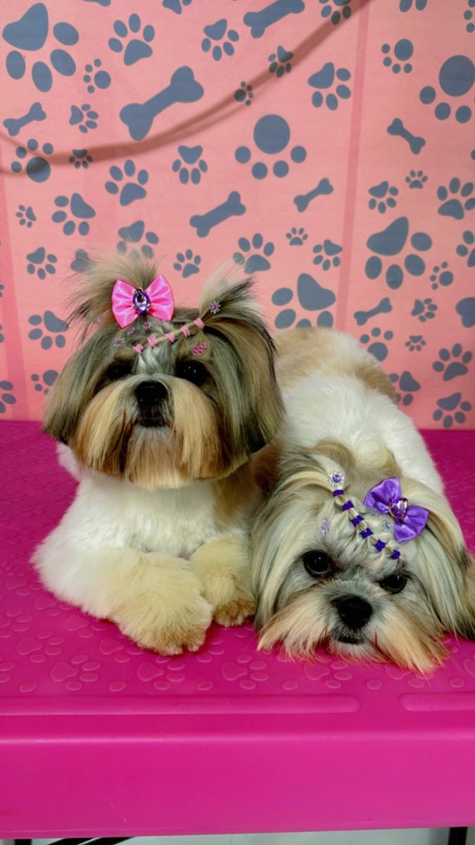 Micka & Cia Pet Shop