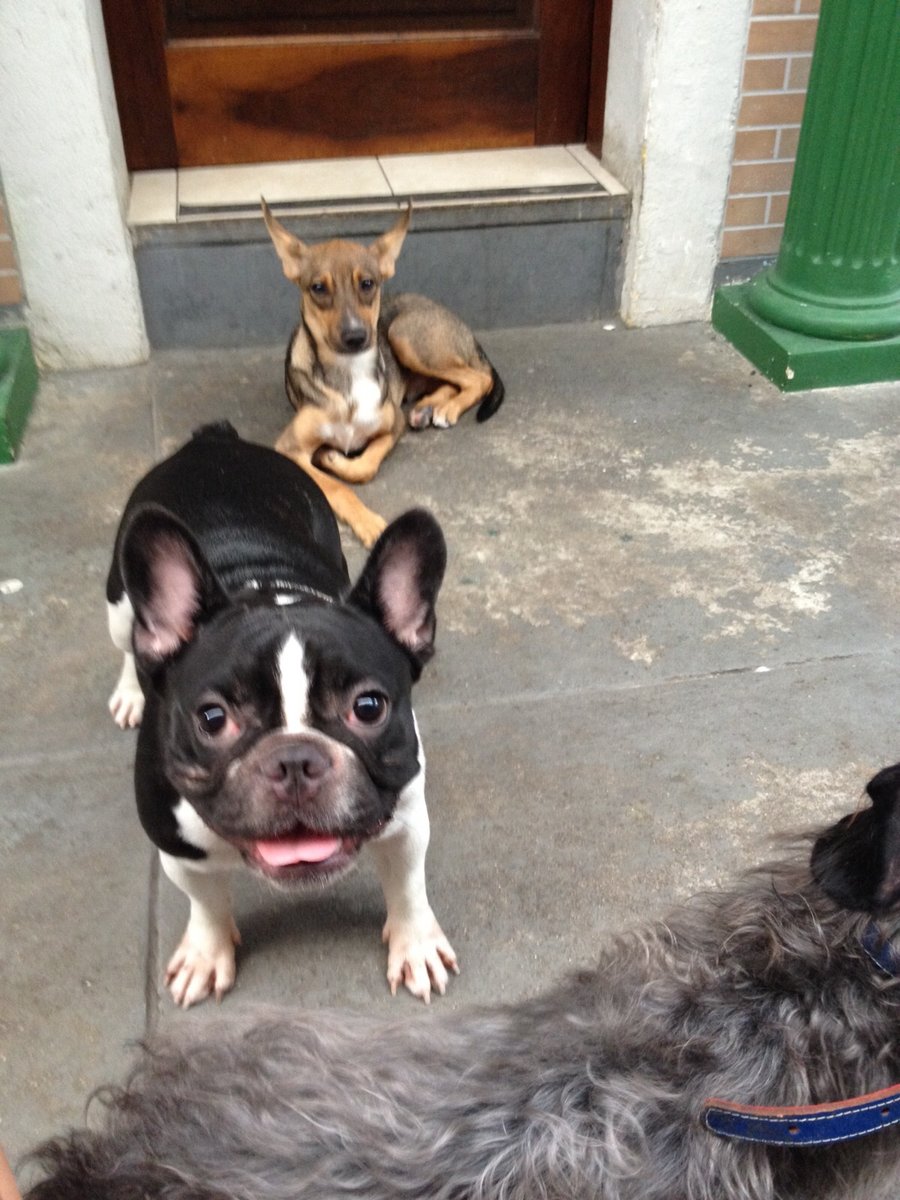 Hospedagem Para Cães