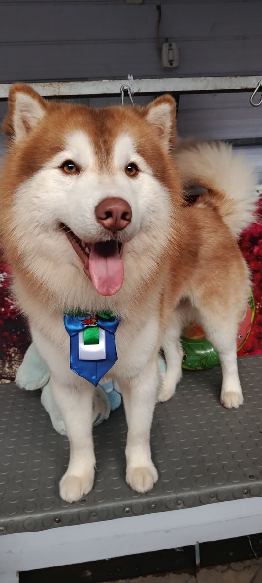 Pet Shop Lady e Lobo