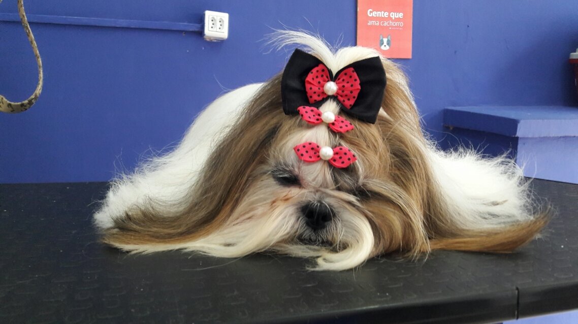 Banhoetosa Estética Pet's