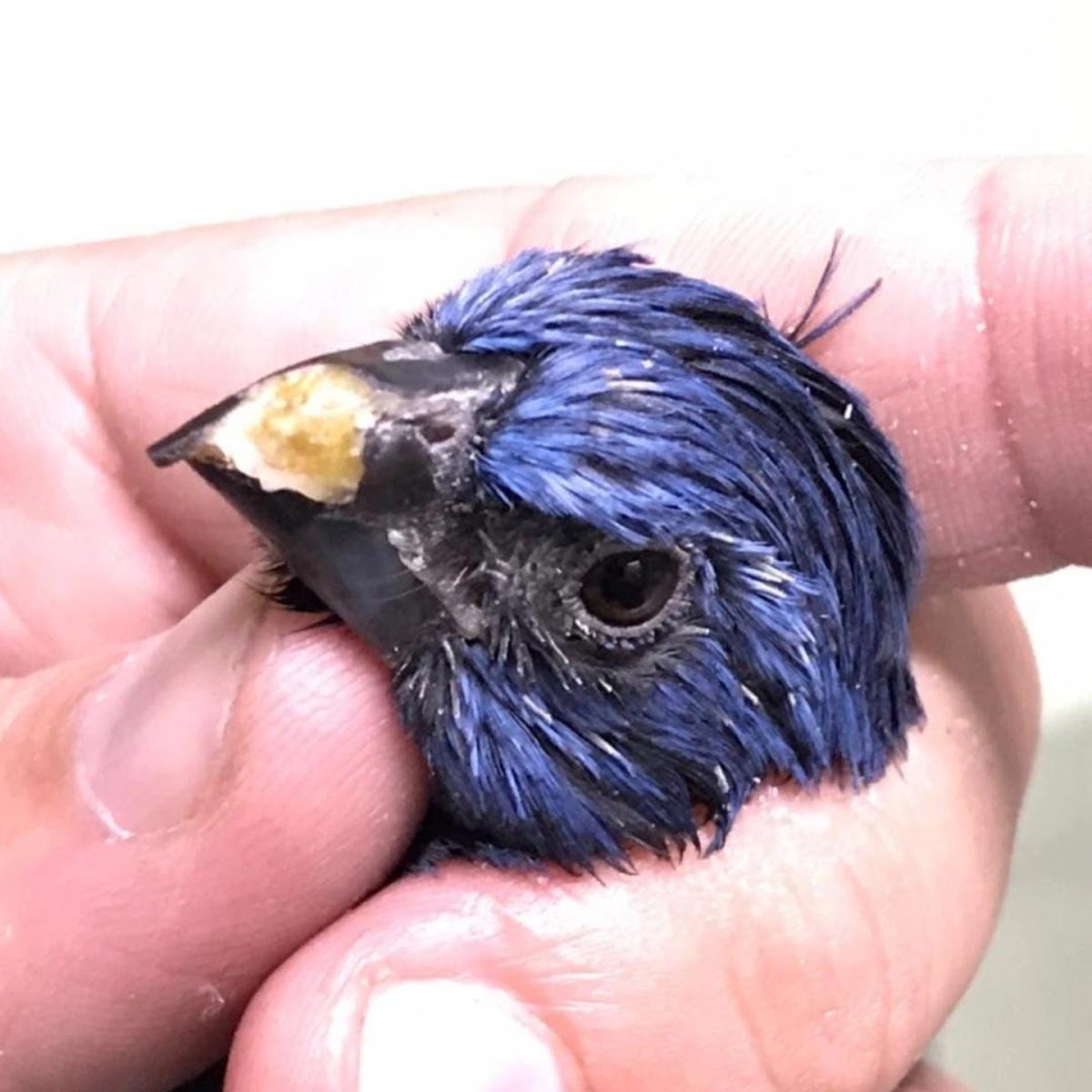 Consultório veterinário