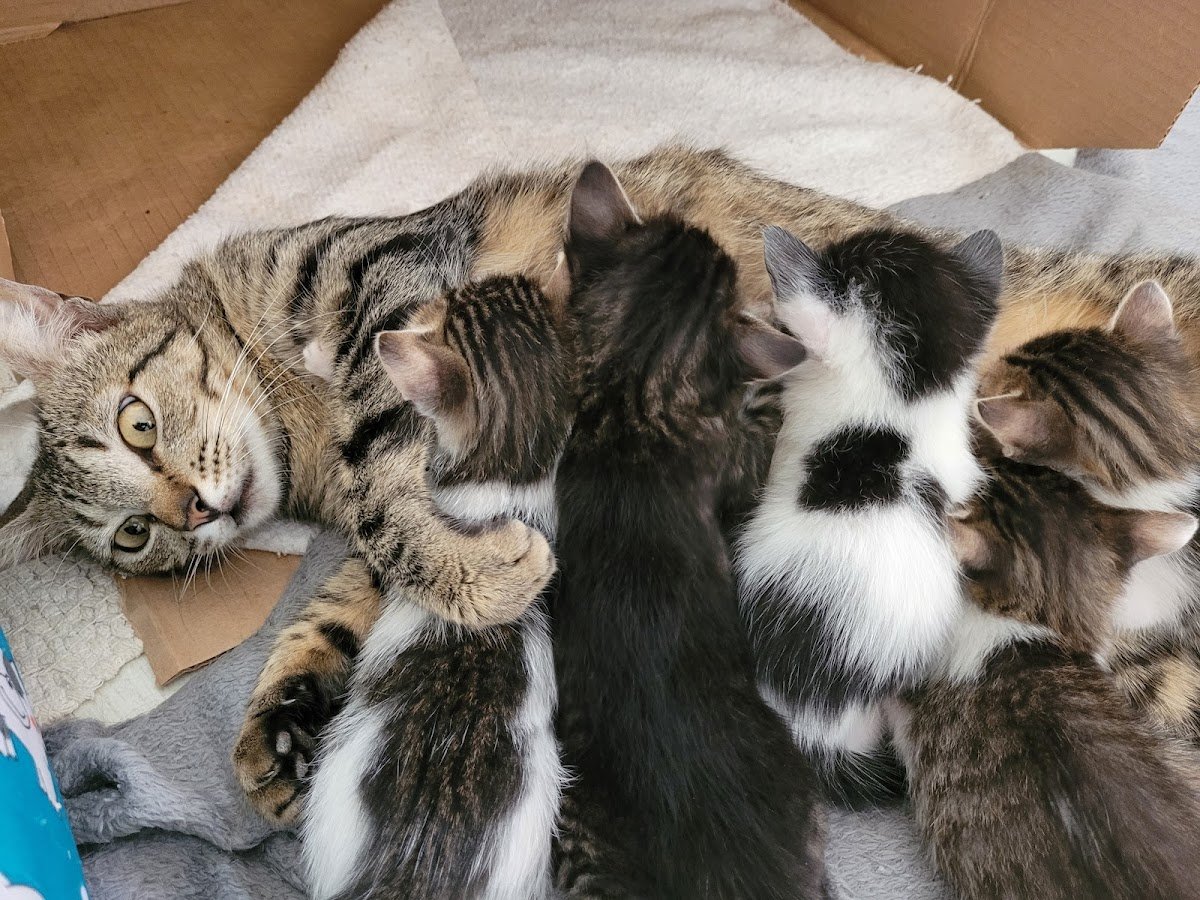 Clinica Veterinária Larissa Veronezi