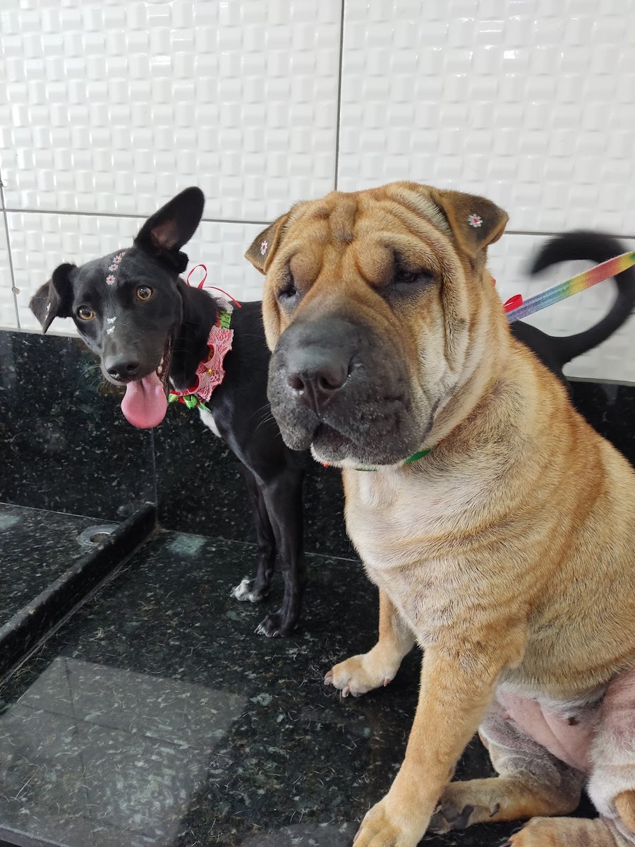 Belo Cão Banho e Tosa Inoã