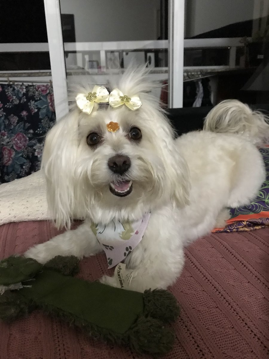 DOG HOUSE ESTÉTICA E HOSPEDAGEM