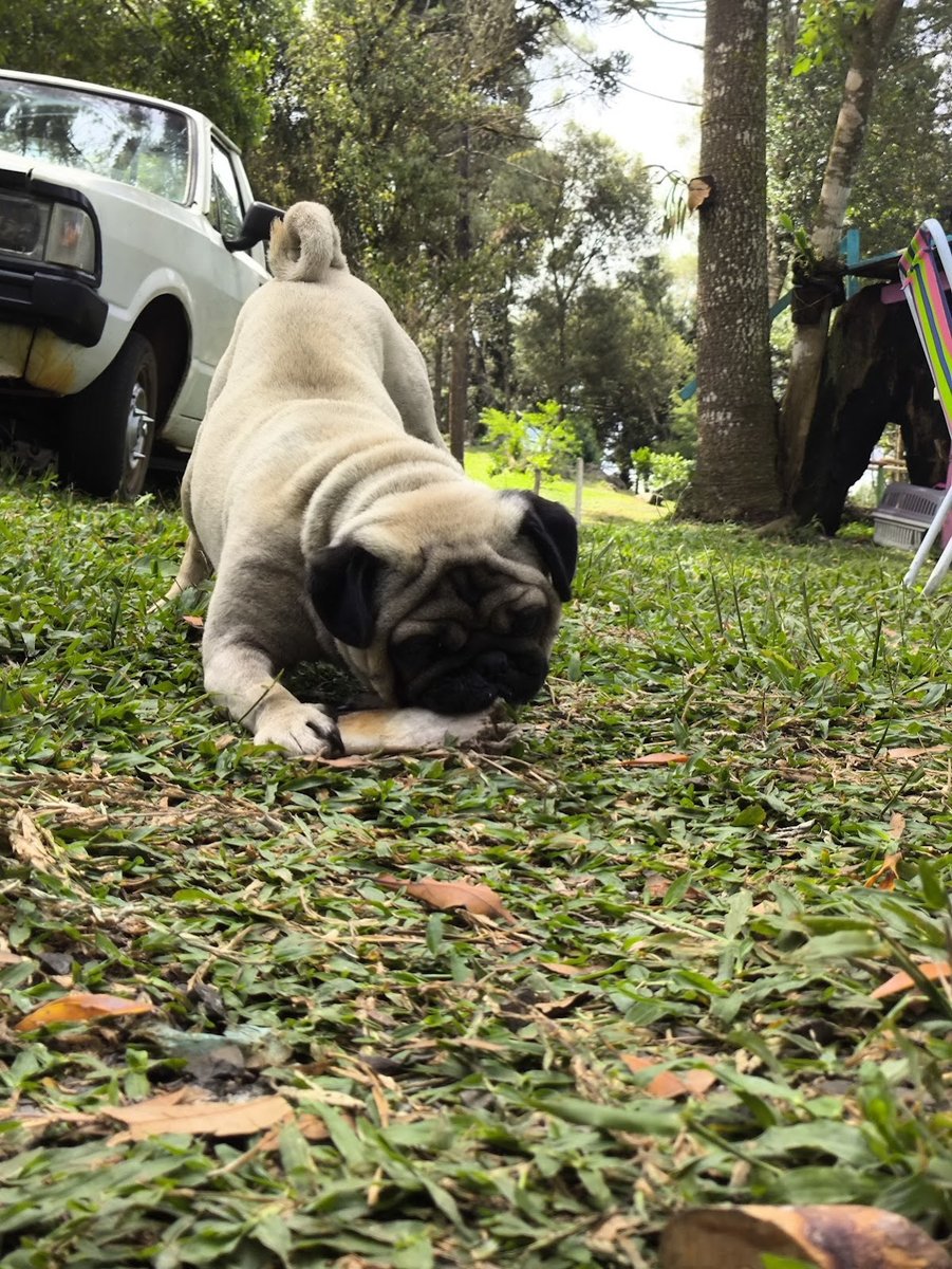 Pet Shop Alegria Animal