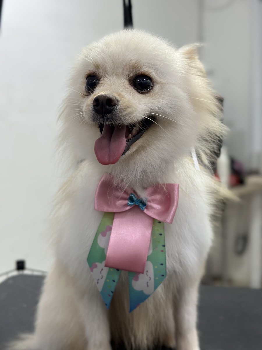 Premium Pet - Pet shop banho e tosa