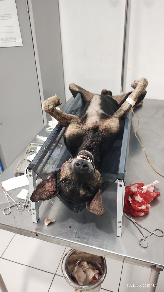 UPA Veterinária - 24h (Caio Queiroz)