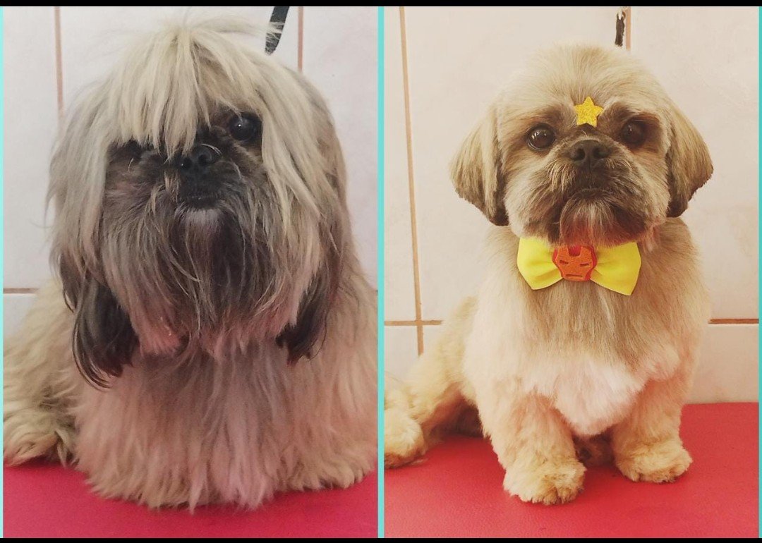 JB Banho e tosa💙💗Bruna silva