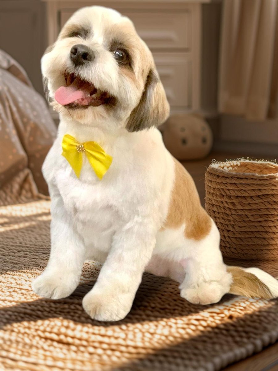 Banho & Tosa Pets do Gui