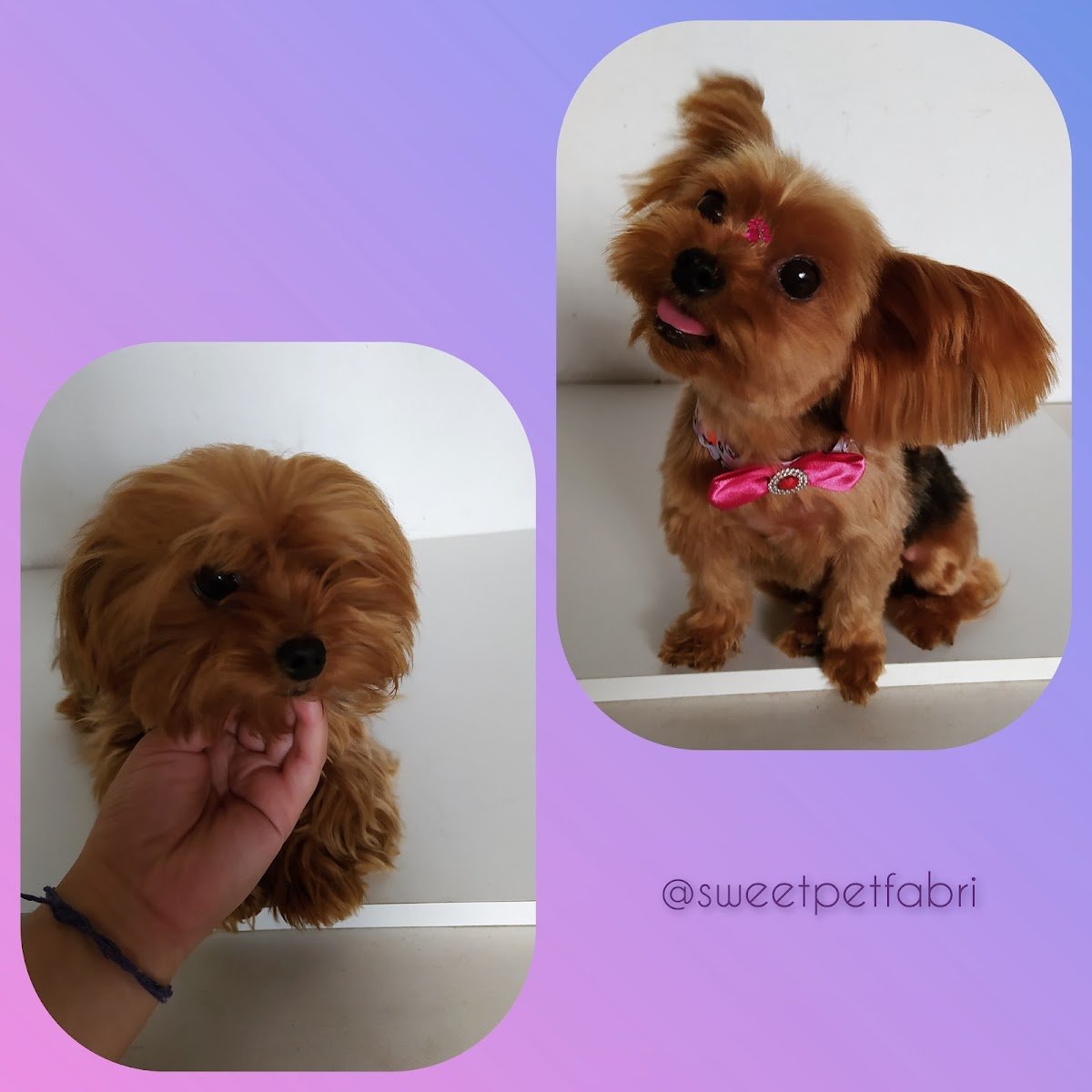 Sweet Pet Fabri (Agendamento pelo whatsapp)