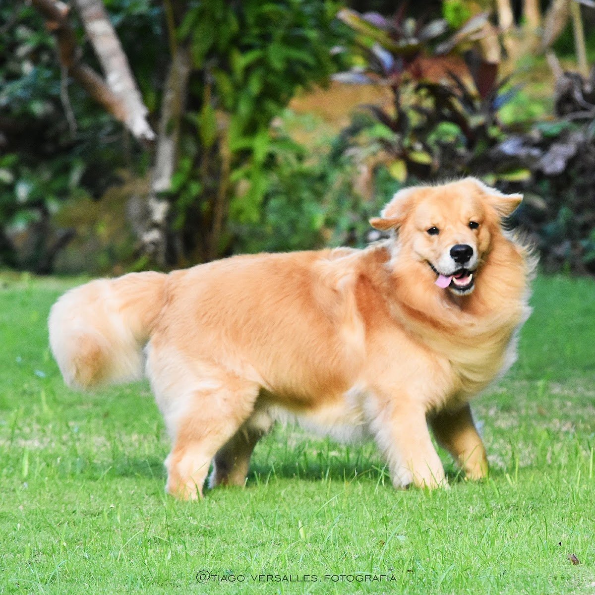 Canil Aldeia dos Goldens