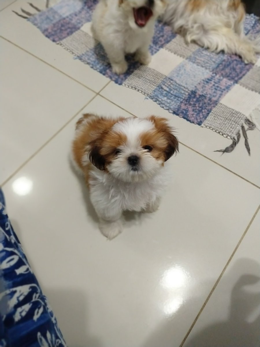 CLIVET QUINTÃO | Clínica Veterinária | Dr. Emírcio Araújo Quintão