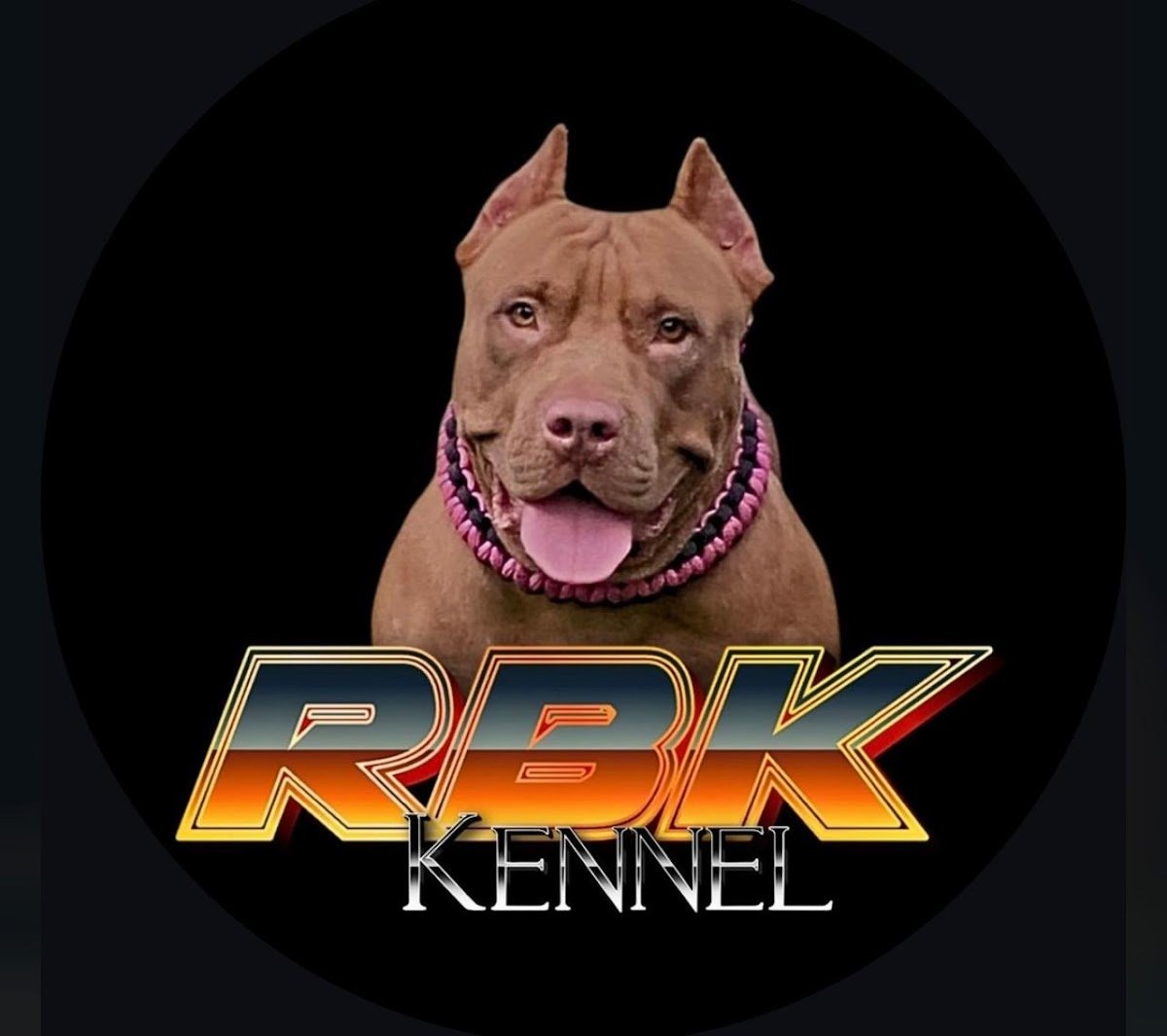 Canil Ranna bull kennel