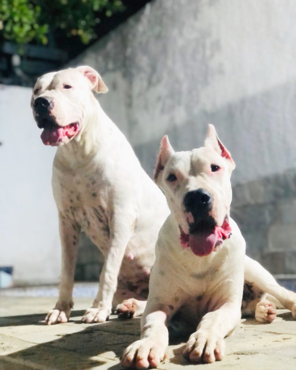 Bravus Perros Kennel