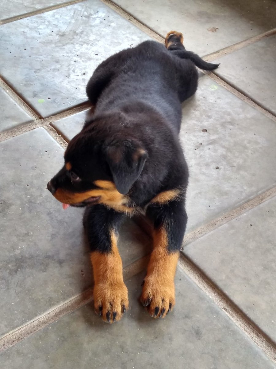 Canil Guardiões Imperio