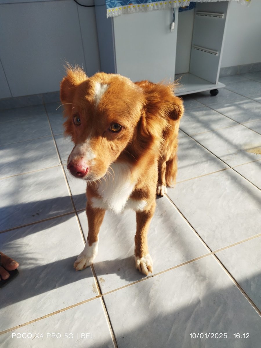 IC's Clínica Veterinária