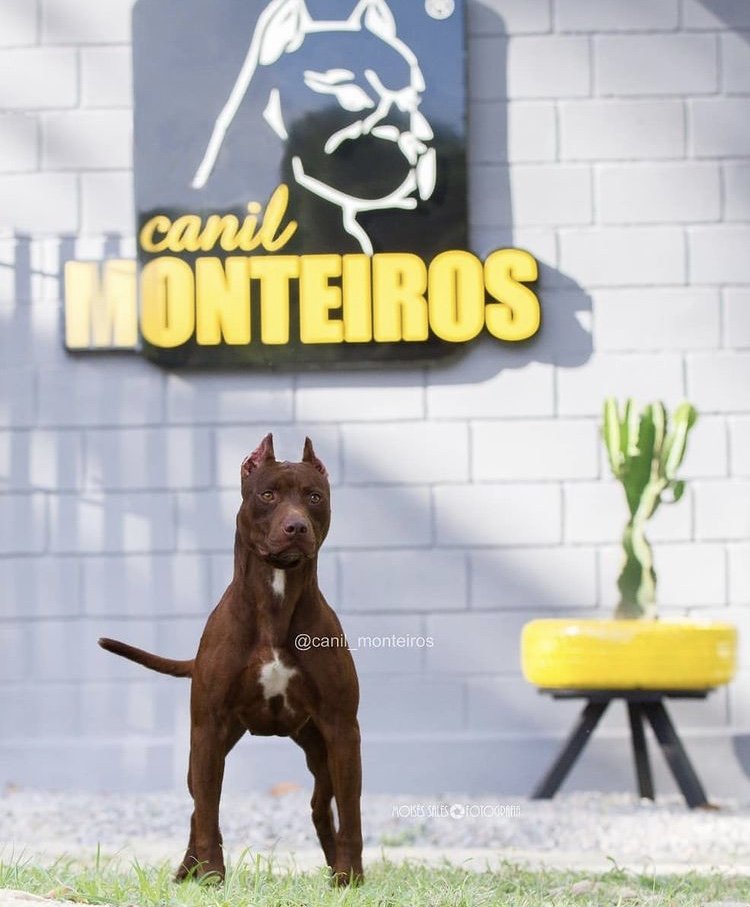 Canil Monteiros