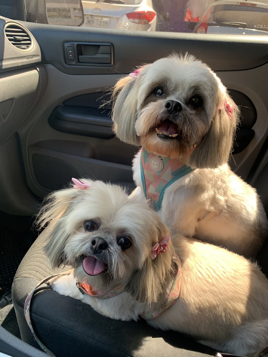 Centro De Estetica Animal Belo Pet