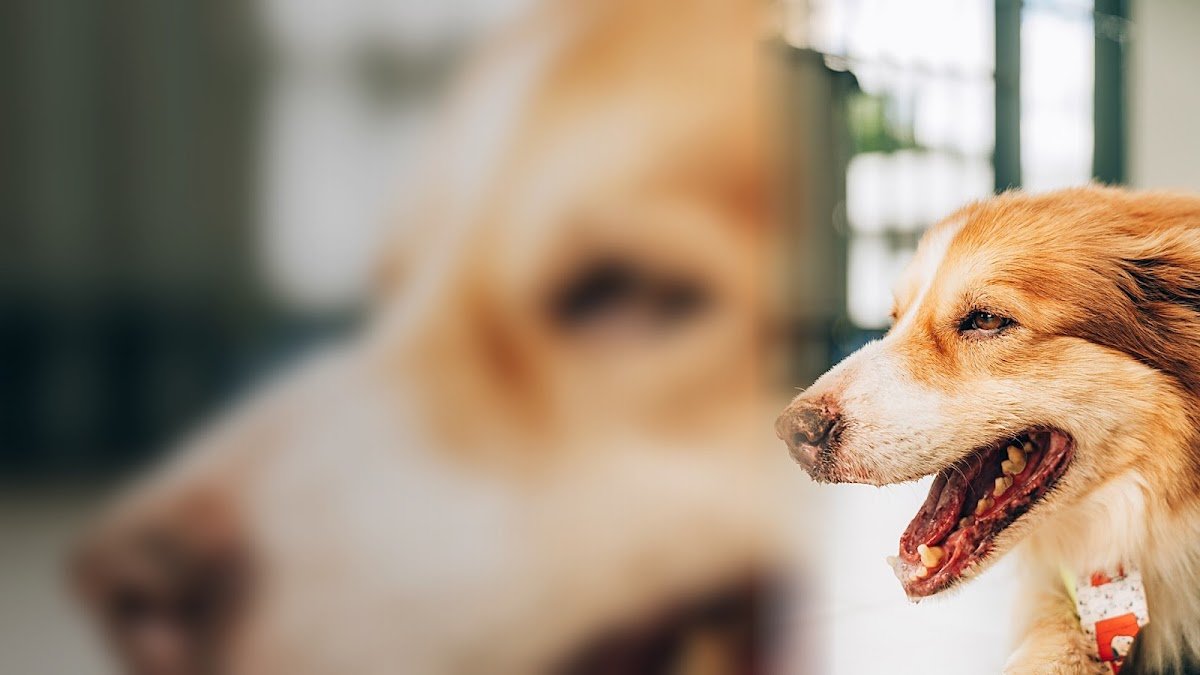 CVET - Centro Integrado de Medicina Veterinária