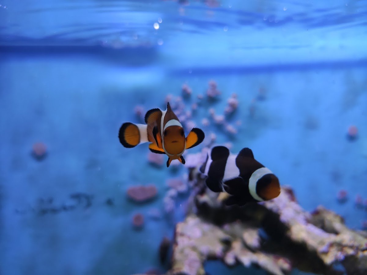 Agropecuaria Campestre