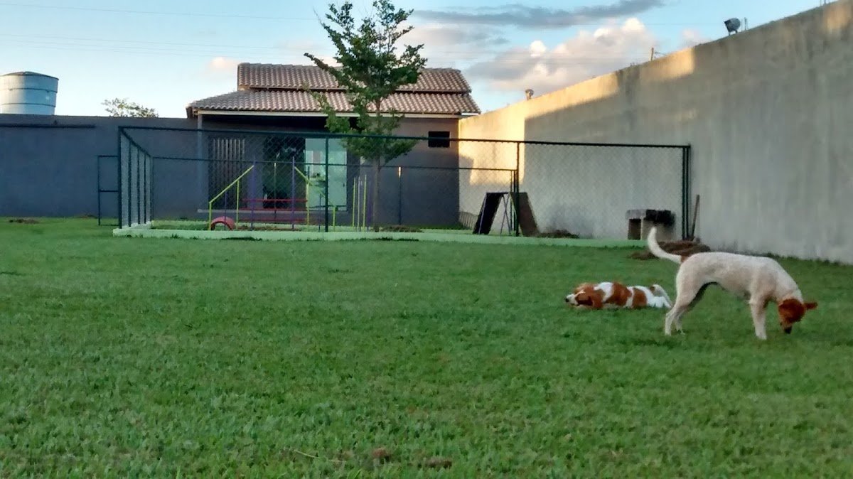 Pet Resort Brasilia