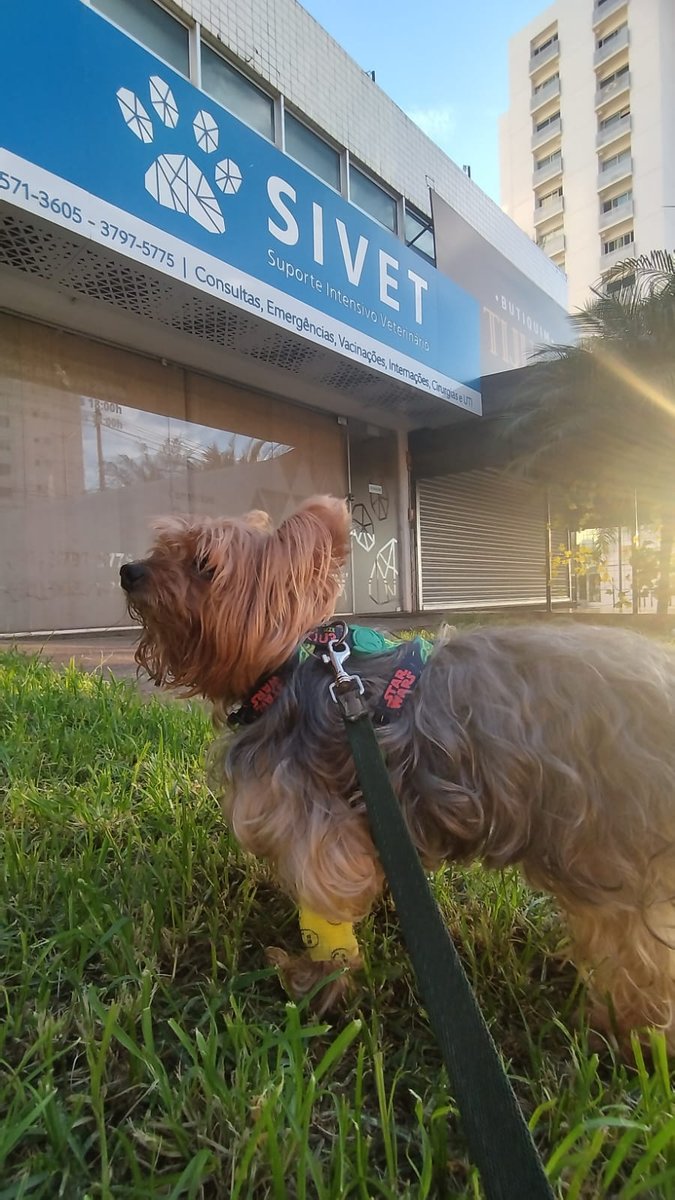 SIVET Suporte Intensivo Veterinário - Clínica Veterinária