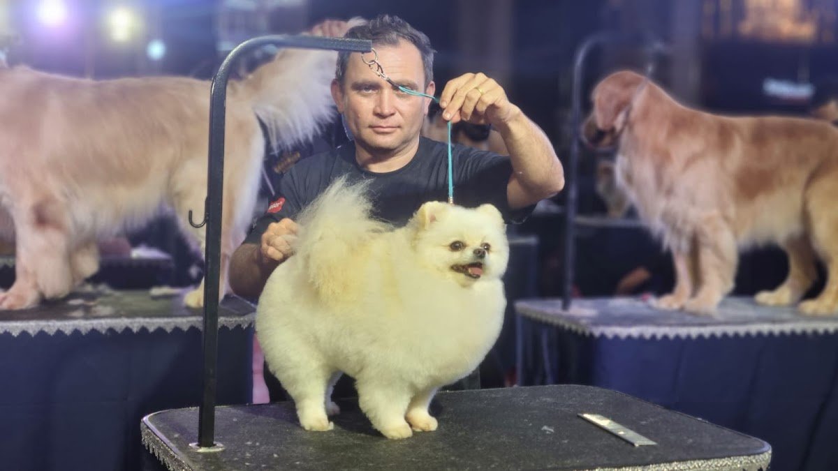 Zavine Grooming Studio - Banho e tosa no Guará