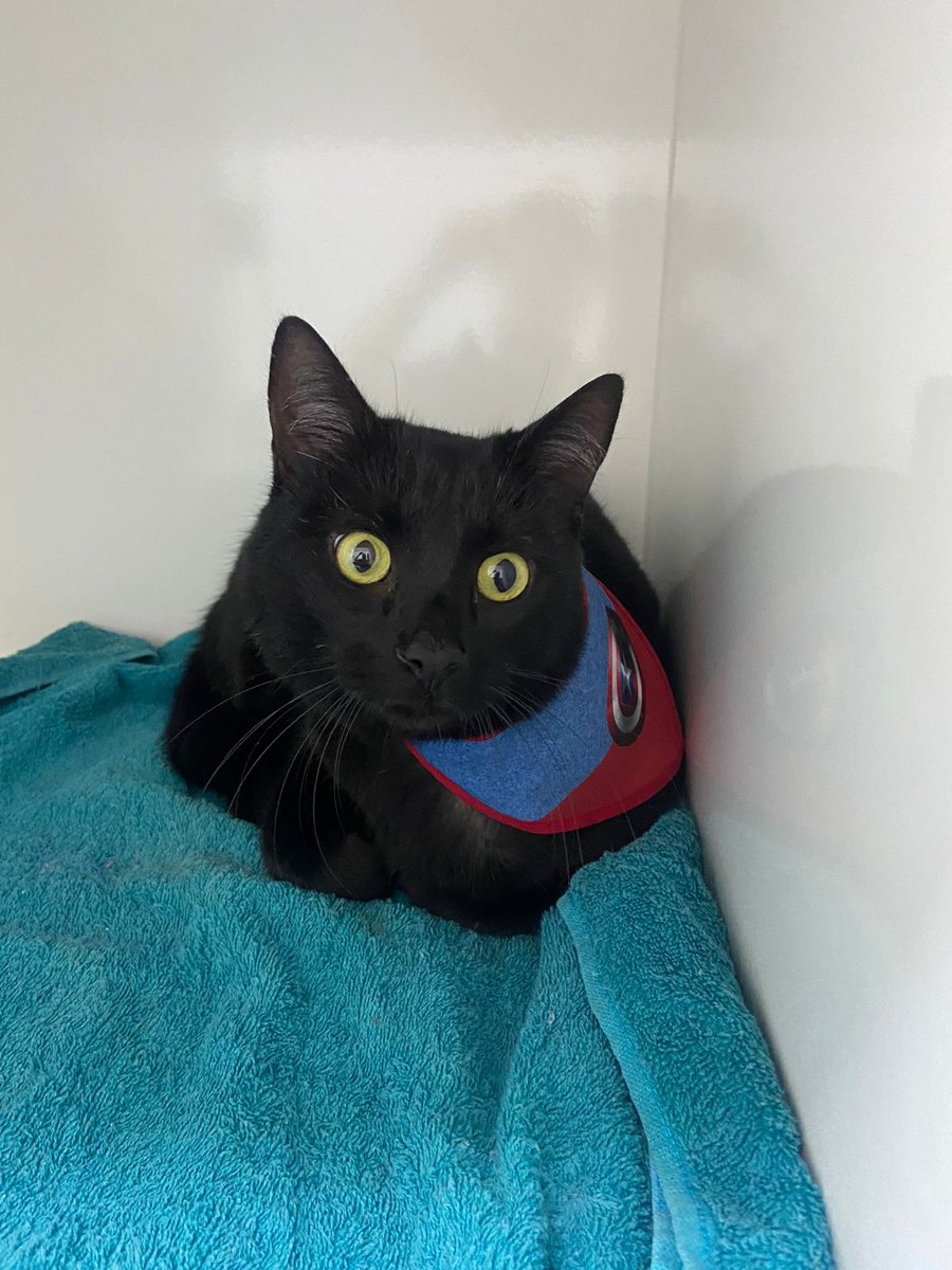 Doutor Pet Clínica Veterinária