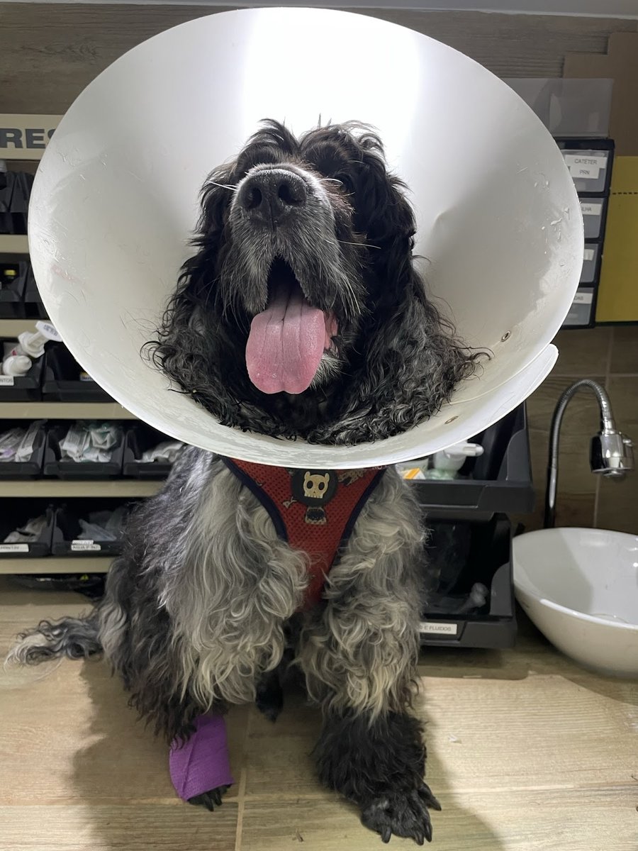 Mymba Clínica Veterinária