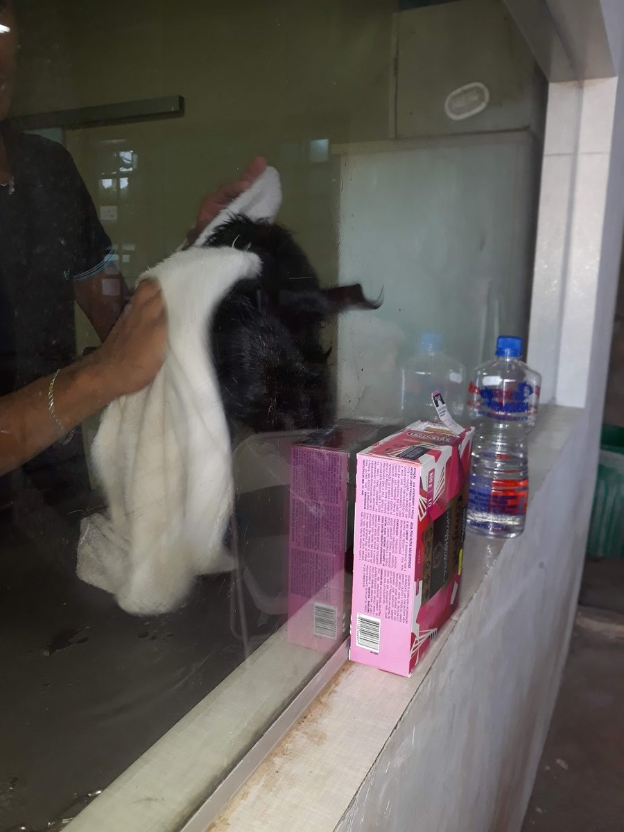 DUD'S BANHO E TOSA DOMICILIAR