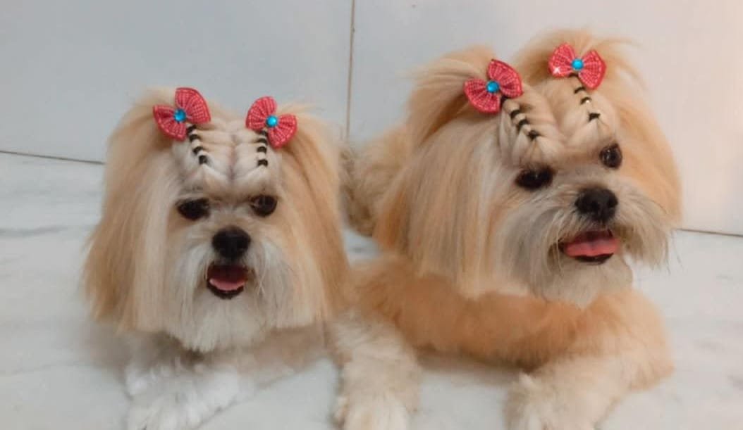 Pet Shop Pateando | Banho e Tosa | Rações | Guará I | Brasília-DF