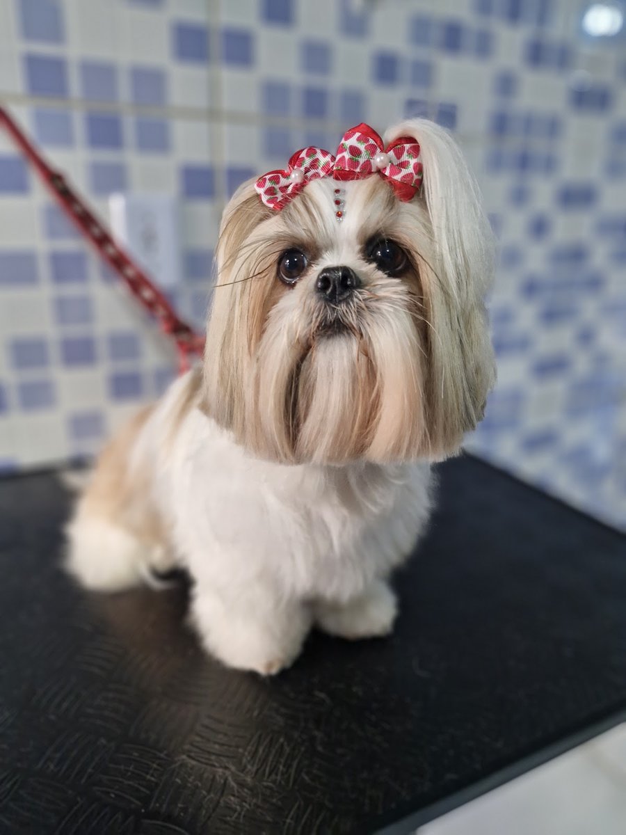 StarPet - Banho E Tosa