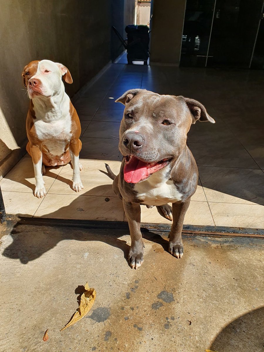 Pet Feliz Veterinária e Banho & Tosa