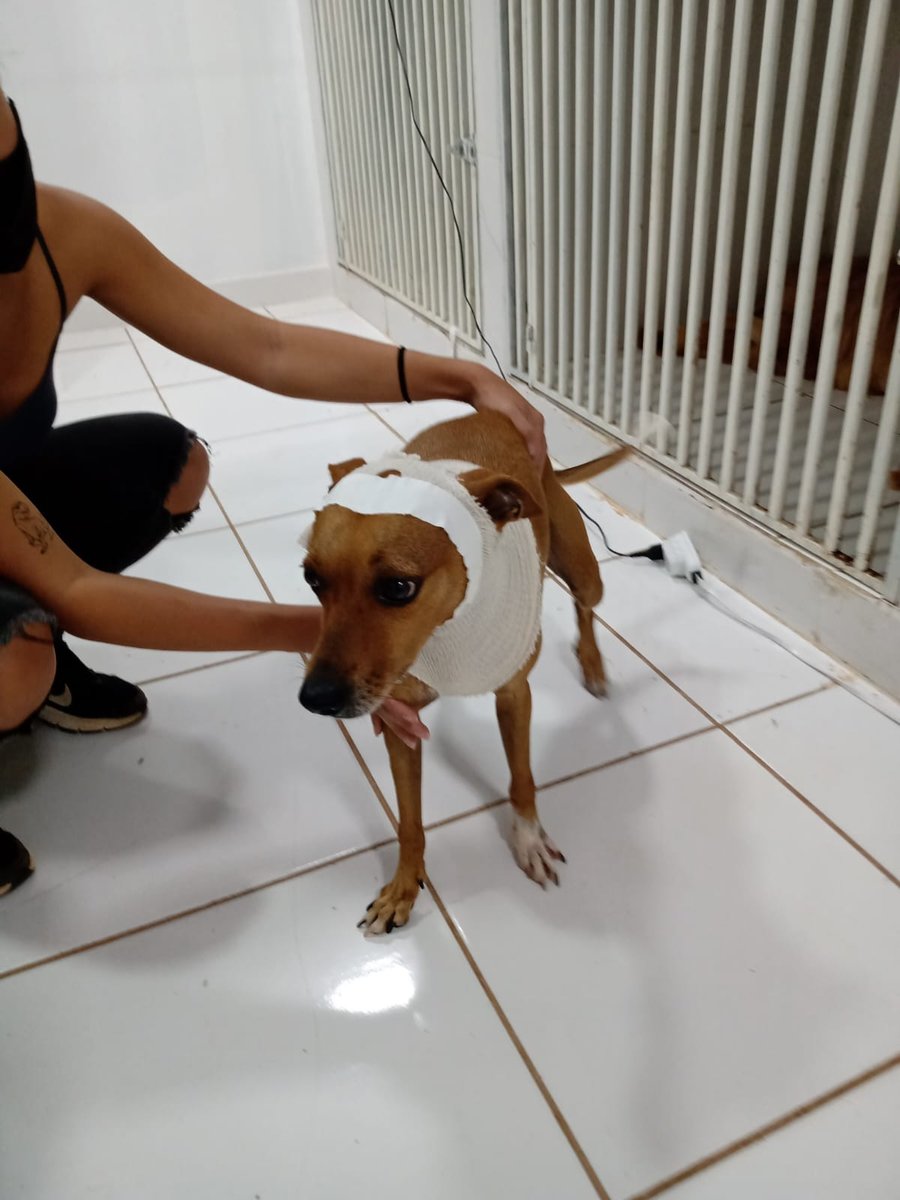 Clínica veterinária Ponto Vet