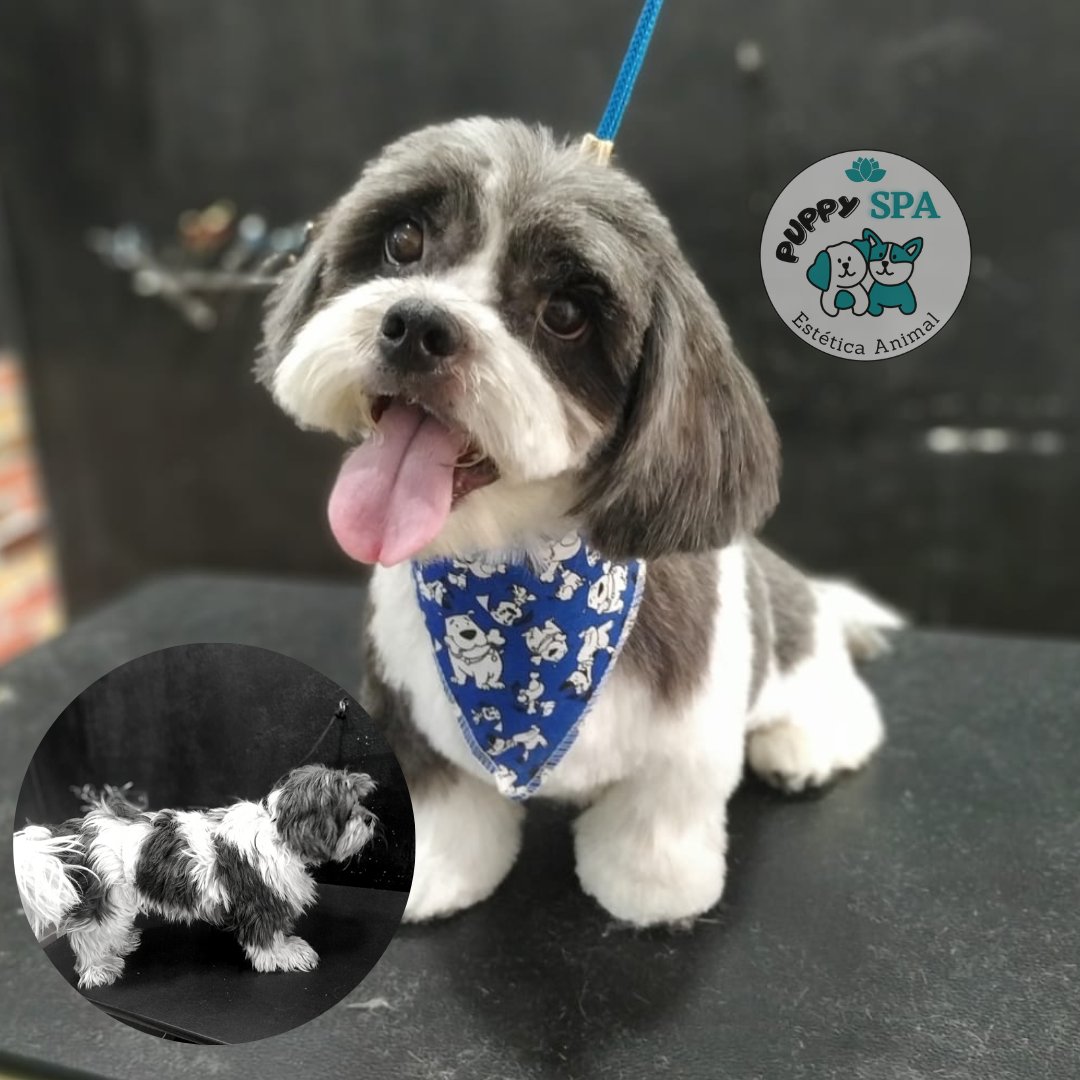 Puppy Spa Estética Animal
