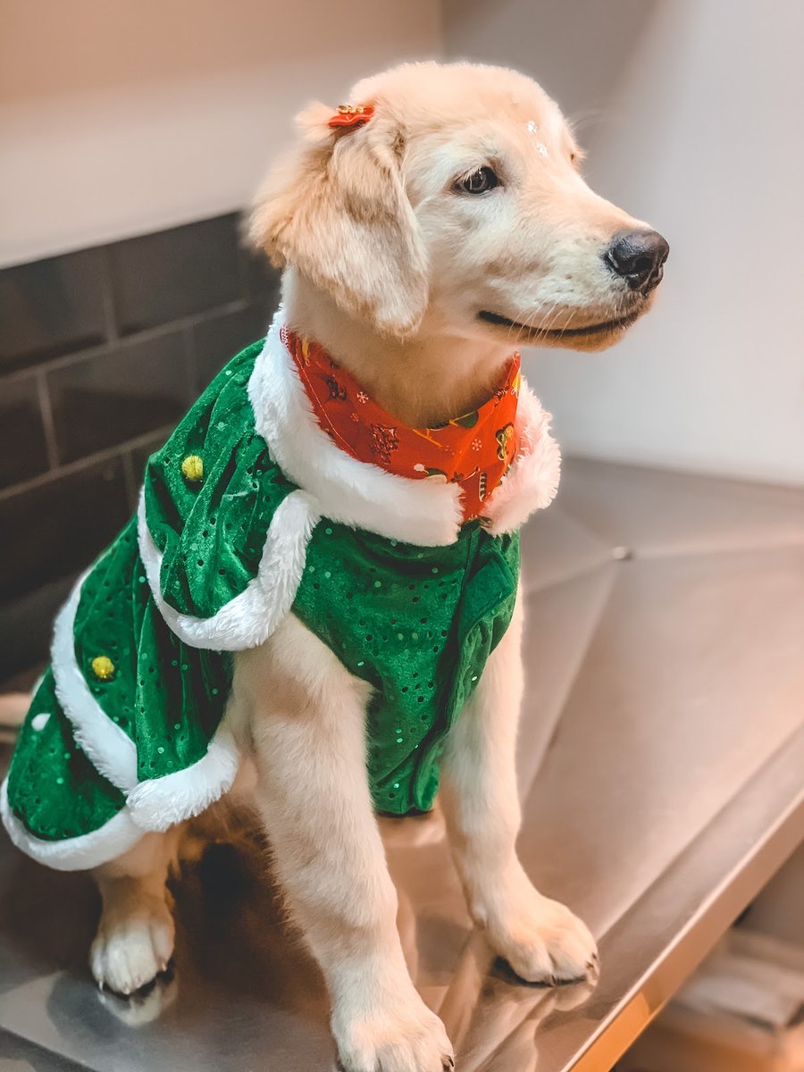 Pet's Place - Consultório Dermatológico & Petshop