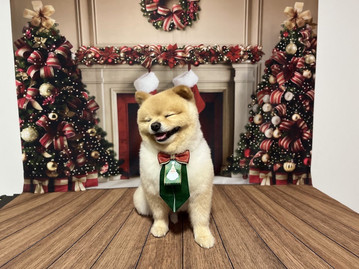 Vida Animal Veterinária e Estética canina