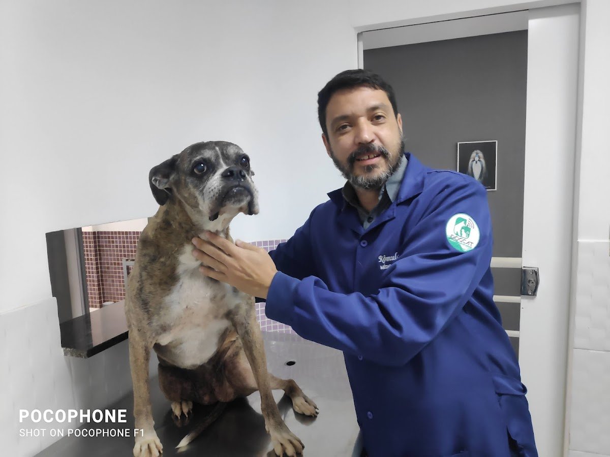 Clínica Veterinária Shopping dos Animais Ortopedia e Neuro