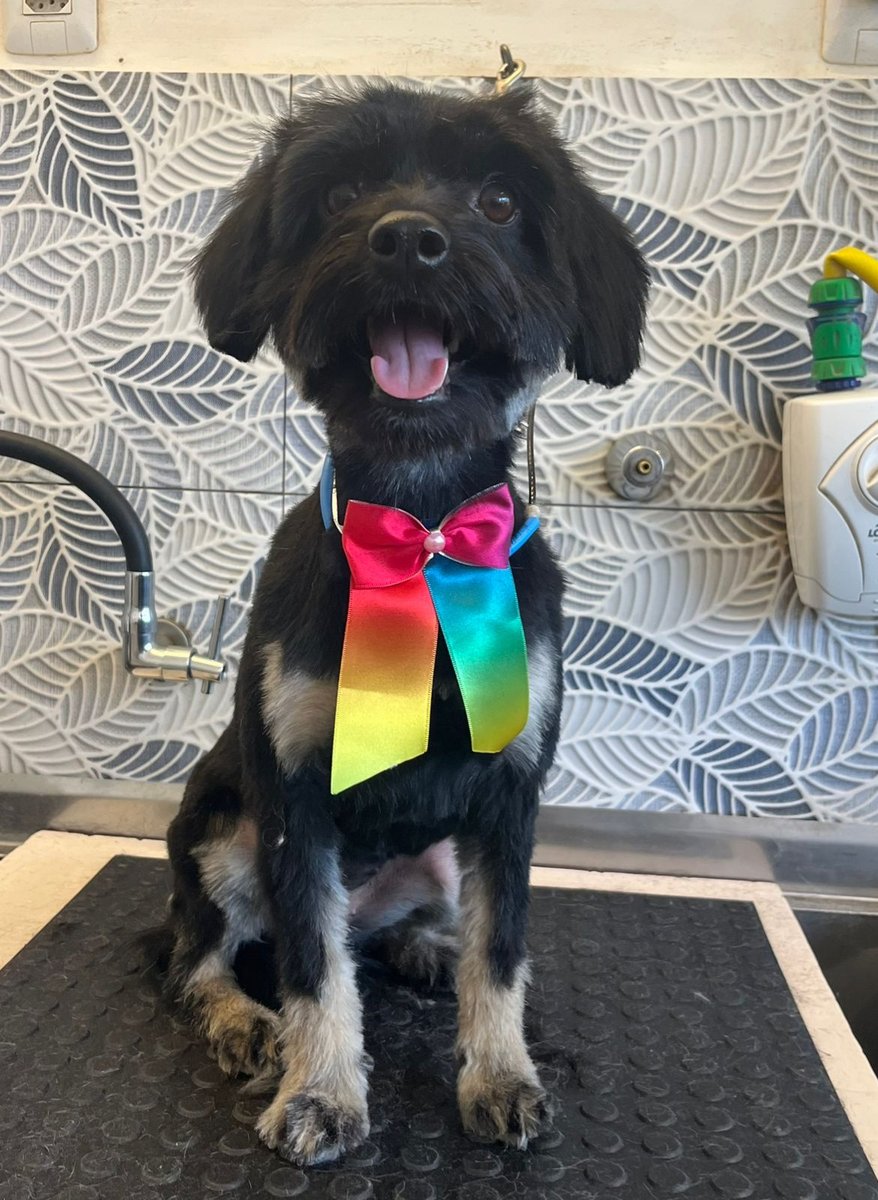 Johnnie Care banho e tosa