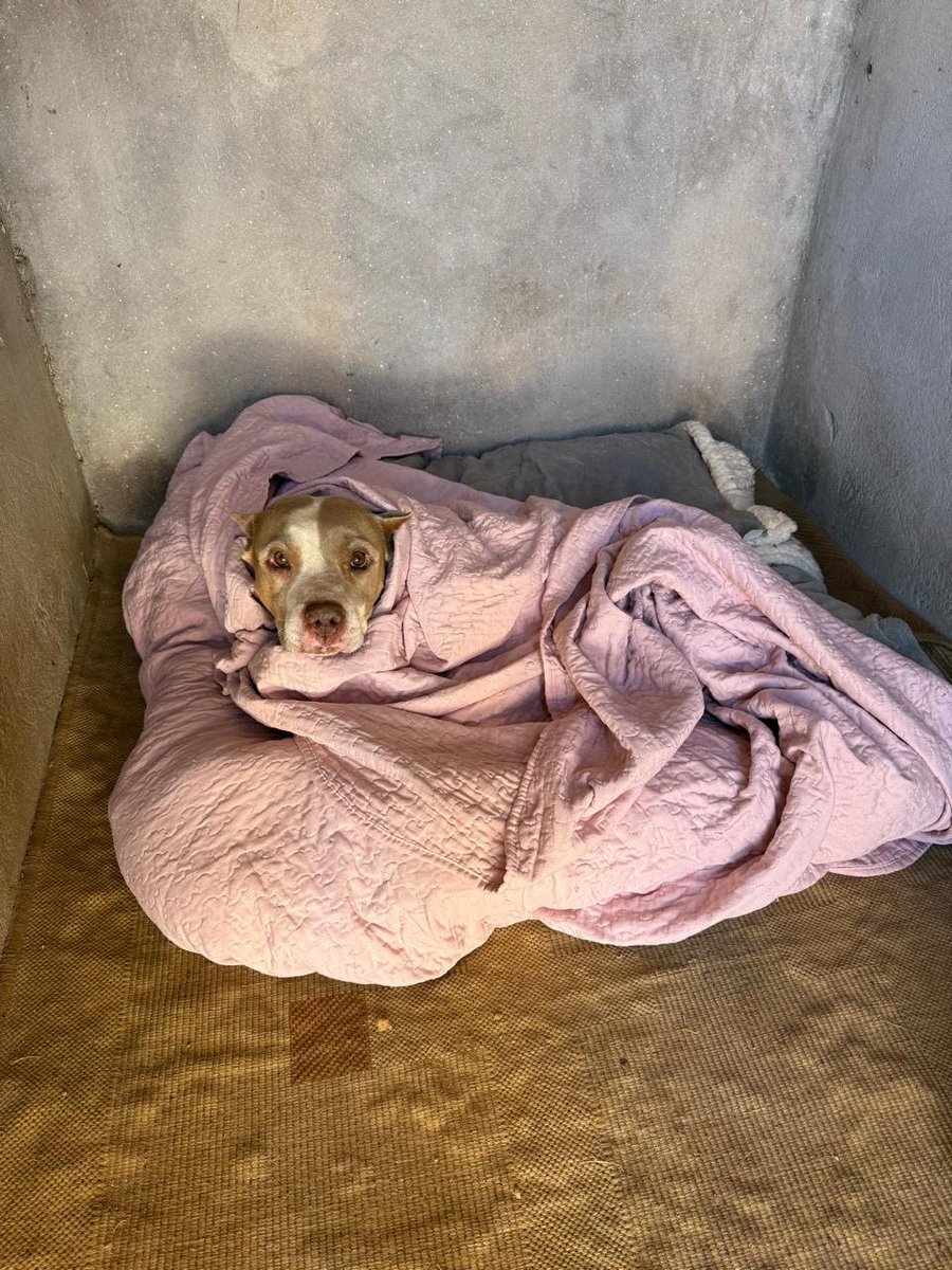 Consultório Veterinário Samambaia